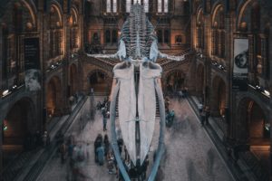 Natural History Museum Whale Skeleton
