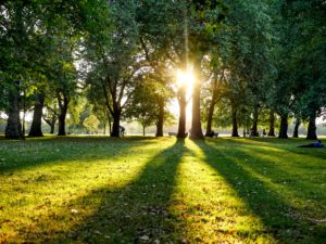Hyde Park Sunlight through trees
